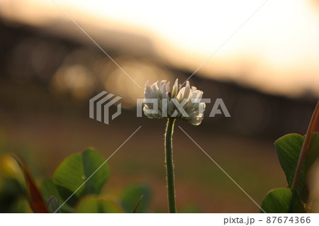 夕日と花 87674366