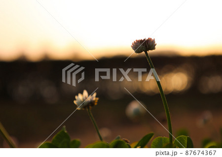 沈む夕日とシロツメクサ 87674367