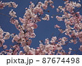 空と桜　2 87674498
