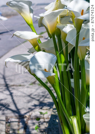 クワズイモ クロ－ズアップ クローズアップ 87674524