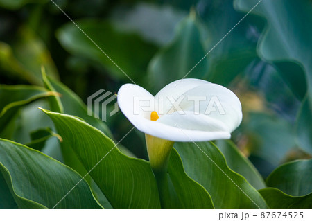 クワズイモ クロ－ズアップ クローズアップ 87674525