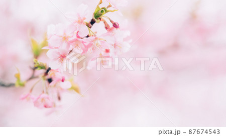 桜のクローズアップ素材 87674543