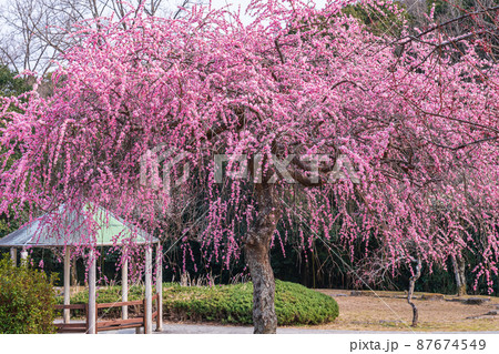 平芝梅林公園、満開の梅〈愛知県豊田市〉 87674549