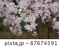 桜　1　 87674591
