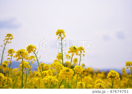 菜の花の背比べ1 87674701