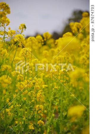 満開の菜の花3 87674703