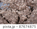桜　2 87674875