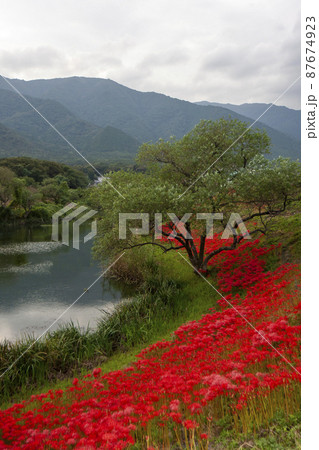 愛知県、海津市浄水公園、真っ赤な秋風景-7 愛知県、海津市浄水公園、真っ赤な秋風景-7 87674923