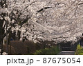 桜　3 87675054