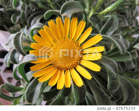 ゴールドコイン 87675235