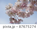 八重桜　1 87675274