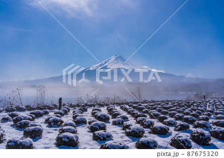（山梨県）ラベンダー畑に積もった雪、富士山 87675320