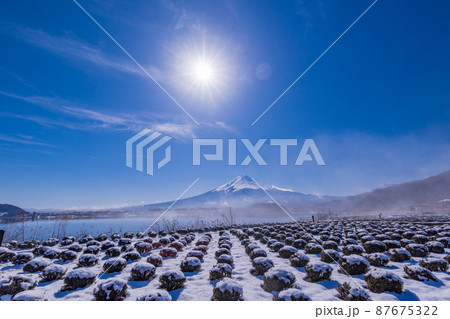 （山梨県）ラベンダー畑に積もった雪、富士山 87675322