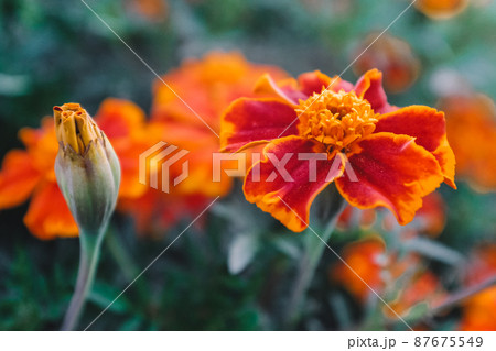 A singler flower and a singler bud on blurred marigold field background. Landscape with tagetes. Bright french marigolds for publication, poster, calendar, post, screensaver, wallpaper, postcard A singler flower and a singler bud on blurred marigold field background. Landscape with tagetes. Bright french marigolds for publication, poster, calendar, post, screensaver, wallpaper, postcard 87675549