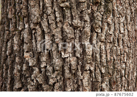 Brown oak tree bark background, close-up. Relief natural texture of oak bark for publication, screensaver, wallpaper, postcard, poster, banner, cover, website, post. High quality photography 87675602