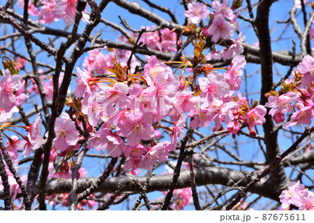 桜、河津桜 桜、河津桜 87675611