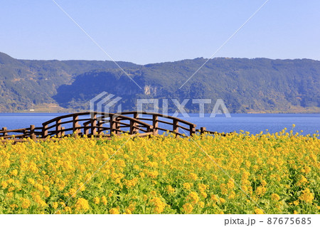指宿市の菜の花畑 指宿市の菜の花畑 87675685