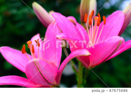 Magenta lilies flowers on a blurred background of green foliage, selective focus. Macro brown-orange stamens. Floral background. Picture for post, screensaver, wallpaper, postcard. High quality Magenta lilies flowers on a blurred background of green foliage, selective focus. Macro brown-orange stamens. Floral background. Picture for post, screensaver, wallpaper, postcard. High quality 87675686