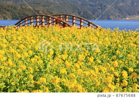指宿市の菜の花畑 87675688