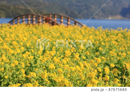 指宿市の菜の花畑 87675689