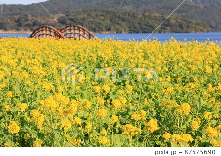 池田湖沿いの菜の花畑 87675690