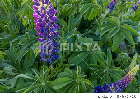 Blue violet flowers lupins growing a bush shot at close range. Background from green leaves lupin with indigo flowers. Floral background. Picture for post, screensaver, wallpaper, postcard. High Blue violet flowers lupins growing a bush shot at close range. Background from green leaves lupin with indigo flowers. Floral background. Picture for post, screensaver, wallpaper, postcard. High 87675710