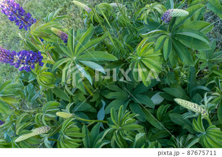Violet lupin flowers and green leaves, close-up. Natural green backdrop with a lilac flowers lupins for post, screensaver, wallpaper, postcard, poster, banner, cover, website. High quality photo Violet lupin flowers and green leaves, close-up. Natural green backdrop with a lilac flowers lupins for post, screensaver, wallpaper, postcard, poster, banner, cover, website. High quality photo 87675711
