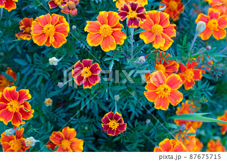 Orange marigold flowers, top view. Field with tagetes. Background from bright french marigolds for publication, poster, calendar, post, screensaver, wallpaper, postcard, postcard, banner, cover Orange marigold flowers, top view. Field with tagetes. Background from bright french marigolds for publication, poster, calendar, post, screensaver, wallpaper, postcard, postcard, banner, cover 87675715