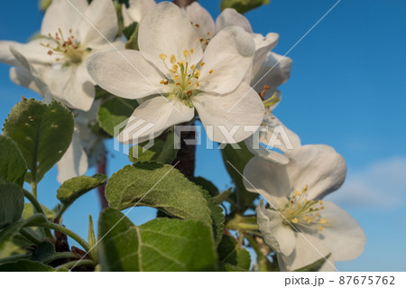 First spring flowers of a apple tree with blue sky. Macro photo, flowers of apple. Apple Trees have pretty flowers in the spring for post, screensaver, wallpaper, postcard, poster, banner, cover 87675762