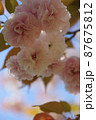 八重桜　2 87675812