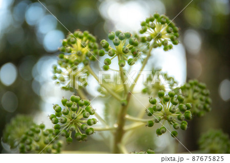 森にある緑のヤツデ 森にある緑のヤツデ 87675825