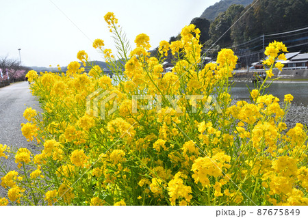 菜の花 菜の花 87675849