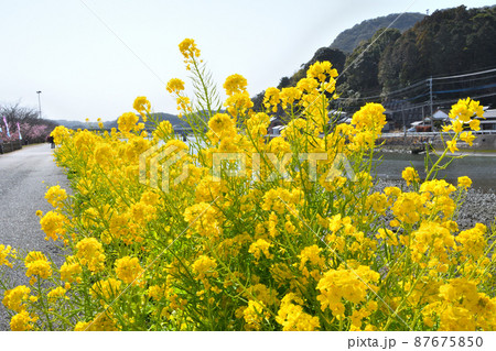 菜の花 菜の花 87675850