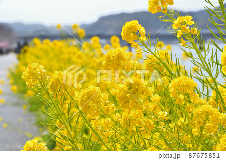 菜の花 87675851