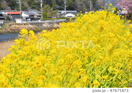 菜の花 菜の花 87675873