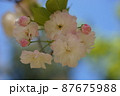 八重桜　3 87675988