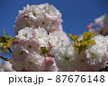 八重桜　4 87676148