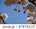 空と八重桜　1 87676215