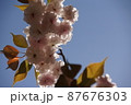 空と八重桜　2 87676303