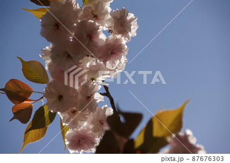 空と八重桜　2 87676303