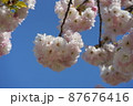 空と八重桜　3 87676416
