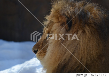 つかの間の百獣の王 つかの間の百獣の王 87676535