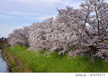 秋篠川の桜並木 87676577