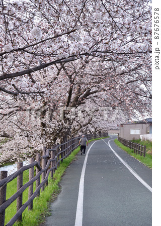 秋篠川の桜並木 87676578