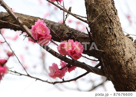 梅の花 梅の花 87676600