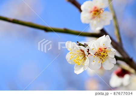 早春の花　梅の花 87677034