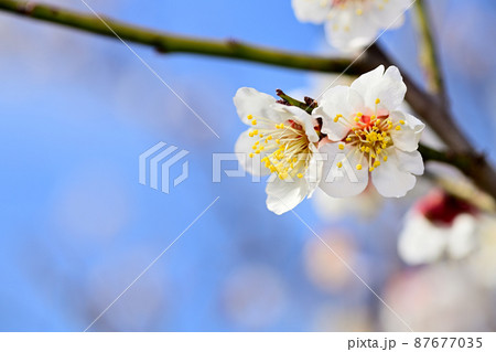 早春の花　梅の花 87677035