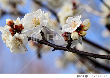 早春の花 梅の花 早春の花 梅の花 87677057