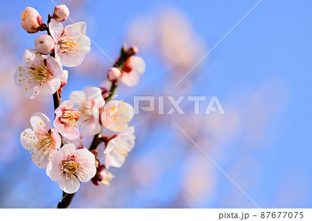 早春の花　梅の花 87677075