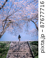 満開の桜と階段を上る人 87677716
